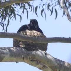 Corcorax melanorhamphos (White-winged Chough) at The Pinnacle - 23 Oct 2021 by AlisonMilton