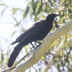 Corcorax melanorhamphos at Weetangera, ACT - 24 Oct 2021 10:03 AM