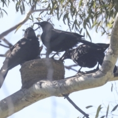 Corcorax melanorhamphos at Weetangera, ACT - 24 Oct 2021 10:03 AM