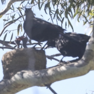 Corcorax melanorhamphos at Weetangera, ACT - 24 Oct 2021 10:03 AM