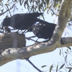 Corcorax melanorhamphos at Weetangera, ACT - 24 Oct 2021 10:03 AM