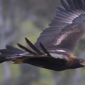 Aquila audax at Cook, ACT - 23 Oct 2021