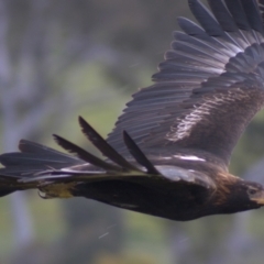 Aquila audax (Wedge-tailed Eagle) at Cook, ACT - 23 Oct 2021 by Amy