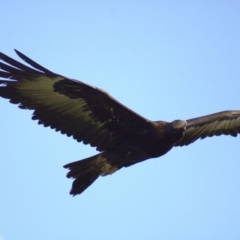 Aquila audax at Cook, ACT - 23 Oct 2021 04:30 PM