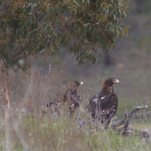 Aquila audax at Cook, ACT - 23 Oct 2021 04:30 PM