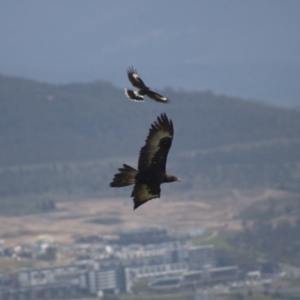 Aquila audax at Cook, ACT - 23 Oct 2021 04:30 PM