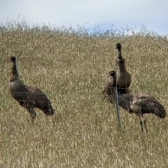 Dromaius novaehollandiae (Emu) at Moama, NSW - 24 Oct 2021 by Darcy