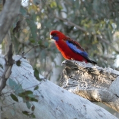 Platycercus elegans (Crimson Rosella) at Jerrabomberra, NSW - 24 Oct 2021 by SteveBorkowskis