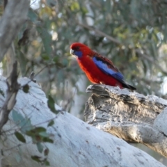 Platycercus elegans (Crimson Rosella) at Mount Jerrabomberra QP - 23 Oct 2021 by Steve_Bok