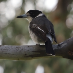 Cracticus torquatus (Grey Butcherbird) at Farrer, ACT - 22 Oct 2021 by Tammy