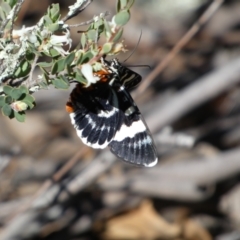 Phalaenoides glycinae (Grapevine Moth) at Mount Jerrabomberra QP - 23 Oct 2021 by Steve_Bok