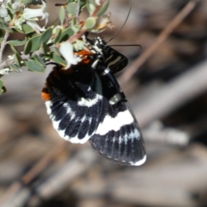 Phalaenoides glycinae at Jerrabomberra, NSW - 24 Oct 2021