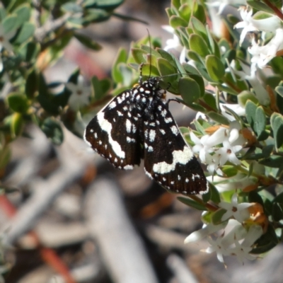 Idalima affinis (A day flying moth) at Jerrabomberra, NSW - 24 Oct 2021 by SteveBorkowskis