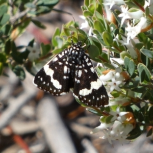 Idalima affinis at Jerrabomberra, NSW - 24 Oct 2021