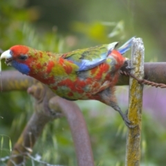 Platycercus elegans (Crimson Rosella) at Cook, ACT - 23 Oct 2021 by Amy