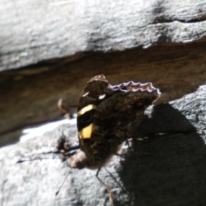 Vanessa itea at Jerrabomberra, NSW - 24 Oct 2021