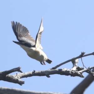 Todiramphus sanctus at Weetangera, ACT - 24 Oct 2021