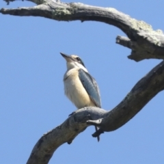 Todiramphus sanctus at Weetangera, ACT - 24 Oct 2021