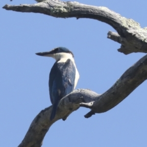 Todiramphus sanctus at Weetangera, ACT - 24 Oct 2021