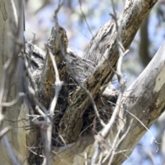Podargus strigoides (Tawny Frogmouth) at The Pinnacle - 24 Oct 2021 by AlisonMilton