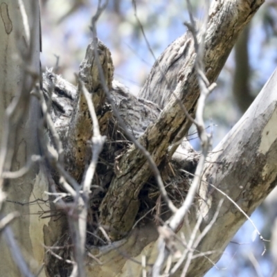 Podargus strigoides (Tawny Frogmouth) at The Pinnacle - 24 Oct 2021 by AlisonMilton