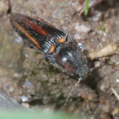 Crepidomenus decoratus (A click beetle) at Mount Clear, ACT - 22 Oct 2021 by Harrisi