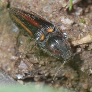 Crepidomenus decoratus at Mount Clear, ACT - 23 Oct 2021