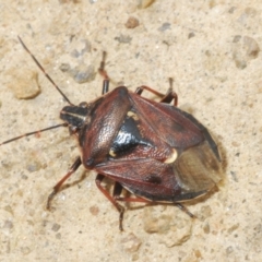 Cermatulus nasalis (Predatory shield bug, Glossy shield bug) at Mount Clear, ACT - 23 Oct 2021 by Harrisi