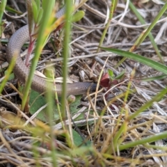 Aprasia parapulchella (Pink-tailed Worm-lizard) at Molonglo Valley, ACT - 24 Oct 2021 by MattM
