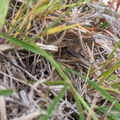 Aprasia parapulchella at Molonglo Valley, ACT - 24 Oct 2021