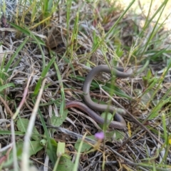 Aprasia parapulchella at Molonglo Valley, ACT - 24 Oct 2021