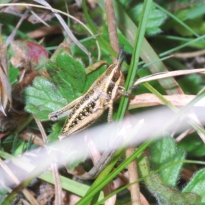 Monistria concinna at Mount Clear, ACT - 23 Oct 2021