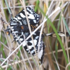 Agaristodes feisthamelii (A day flying noctuid moth) at Namadgi National Park - 23 Oct 2021 by Harrisi