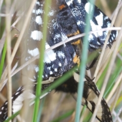 Agaristodes feisthamelii at Mount Clear, ACT - 23 Oct 2021