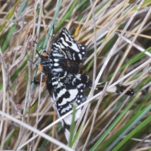 Agaristodes feisthamelii at Mount Clear, ACT - 23 Oct 2021