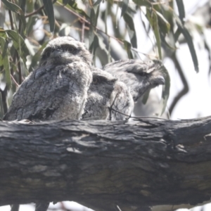 Podargus strigoides at Hawker, ACT - 24 Oct 2021 11:23 AM