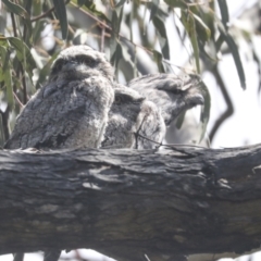 Podargus strigoides (Tawny Frogmouth) at Hawker, ACT - 24 Oct 2021 by AlisonMilton
