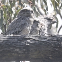 Podargus strigoides at Hawker, ACT - 24 Oct 2021 11:23 AM