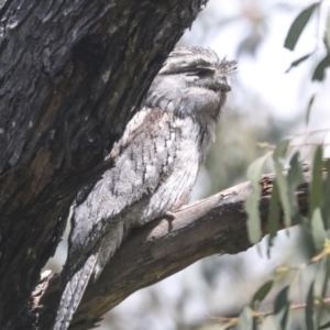 Podargus strigoides at Hawker, ACT - 24 Oct 2021 11:23 AM