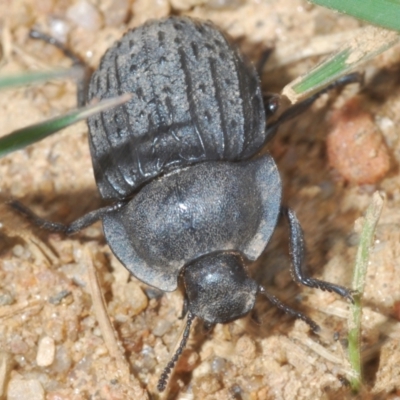 Helea ovata (Pie-dish beetle) at Namadgi National Park - 23 Oct 2021 by Harrisi
