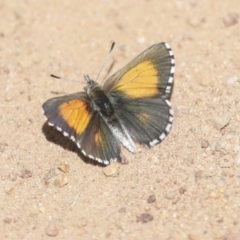 Lucia limbaria (Chequered Copper) at Hawker, ACT - 24 Oct 2021 by AlisonMilton