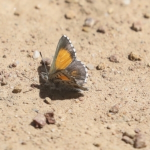 Lucia limbaria at Hawker, ACT - 24 Oct 2021 11:38 AM