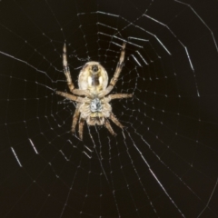 Salsa fuliginata (Sooty Orb-weaver) at Black Mountain - 20 Oct 2021 by AlisonMilton