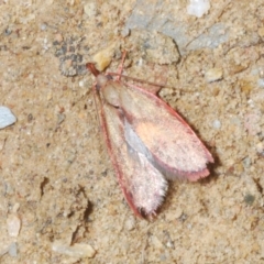 Enchocrates glaucopis (Moth) at Namadgi National Park - 23 Oct 2021 by Harrisi