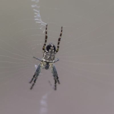 Plebs eburnus (Eastern bush orb-weaver) at Black Mountain - 20 Oct 2021 by AlisonMilton