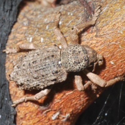 Aterpodes sp. (genus) (Weevil) at Namadgi National Park - 23 Oct 2021 by Harrisi