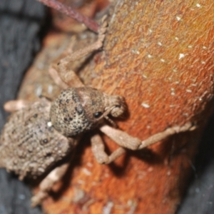 Aterpodes sp. (genus) at Tennent, ACT - 23 Oct 2021 04:31 PM