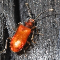 Lemodes coccinea (Scarlet ant beetle) at Namadgi National Park - 23 Oct 2021 by Harrisi