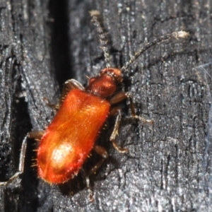 Lemodes coccinea at Tennent, ACT - 23 Oct 2021 04:34 PM