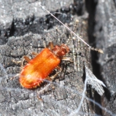 Lemodes coccinea at Tennent, ACT - 23 Oct 2021